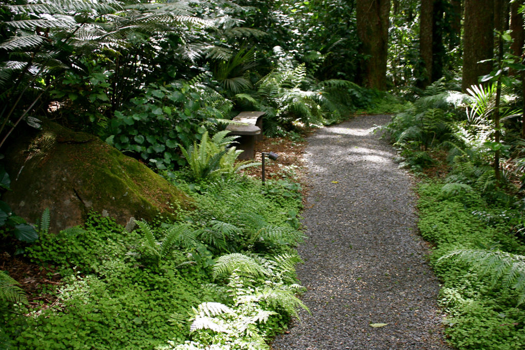 Native plants and ferns at Kauri Cliffs Spa