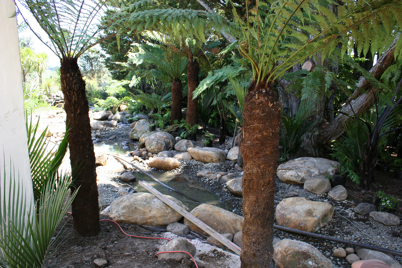 Tree ferns planted around the stream at Kauri Cliffs Spa