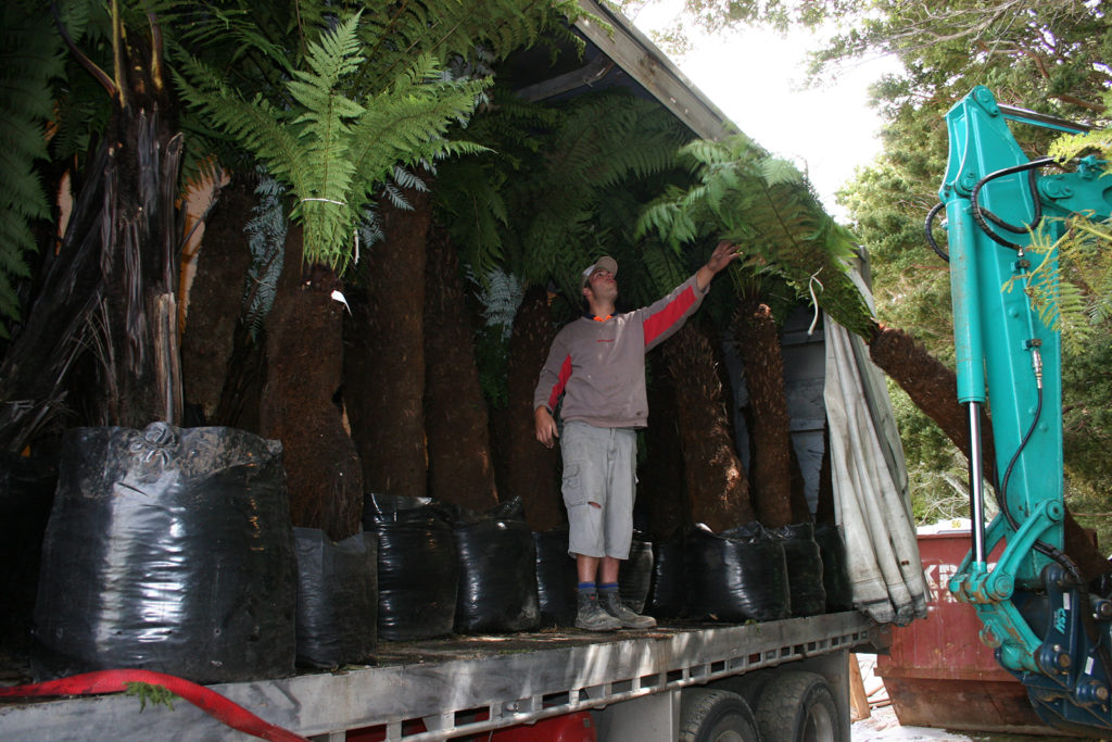 Mature plants arrive at the spa
