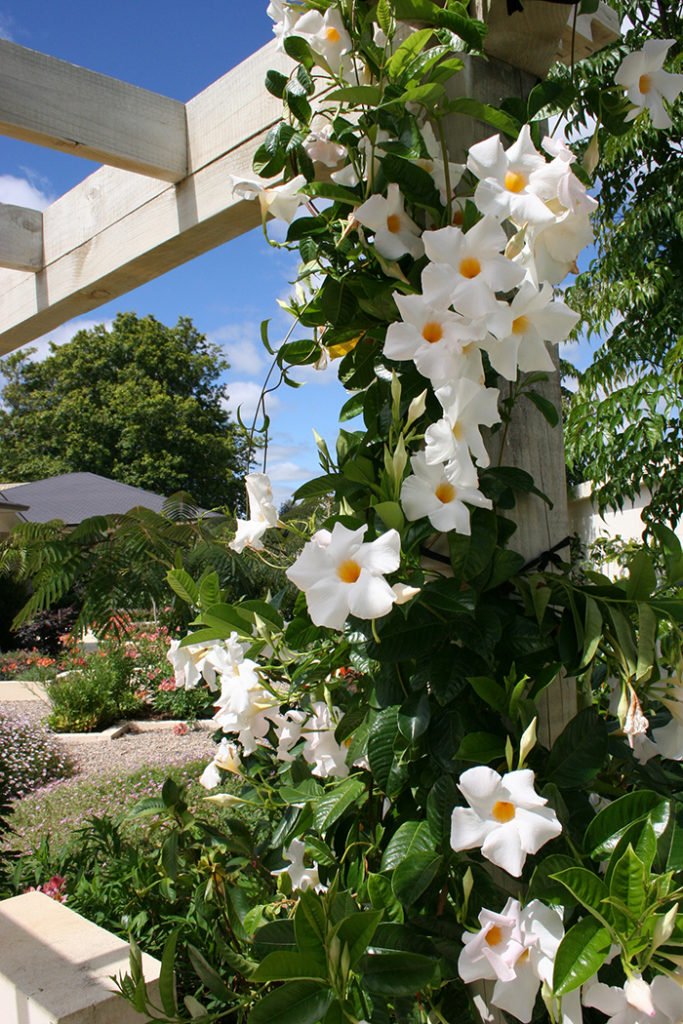 Landscaped garden in Kerikeri, by Hawthorn Landscapes