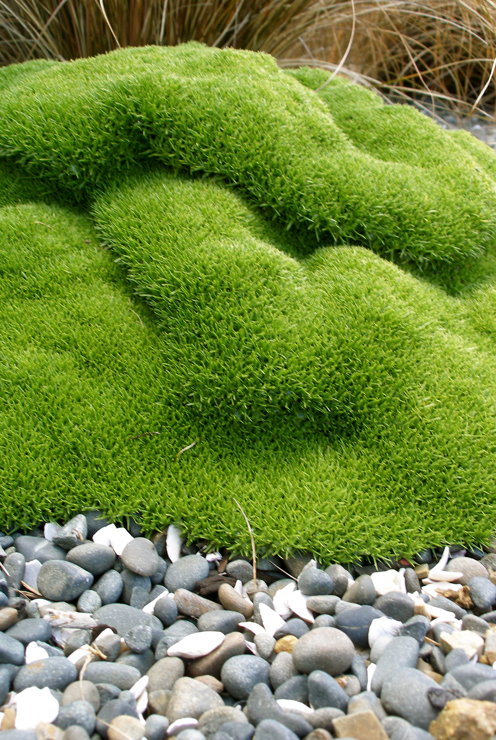 scleranthus moss, grasses and pebble garden