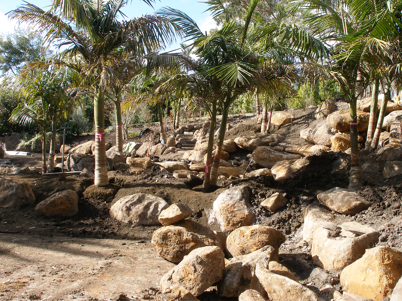large rocks used in new subtropical garden in northland - design by hawthorn landscapes